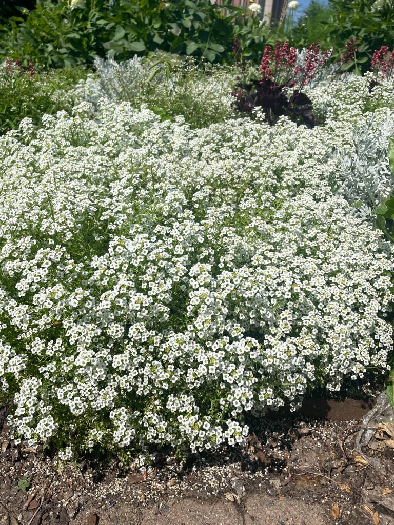 Plant name: Sweet Alyssum Lobularia maritima 